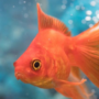 What is the scientific name of goldfish| Goldfish Ka Scientific Naam kya hai Best Knowledge :-2022 1 Goldfish