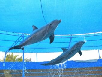 Dive into Paradise: Swimming with Dolphins in Nuevo Vallarta